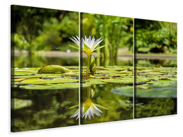 3-piece-canvas-print-water-lily-in-nature