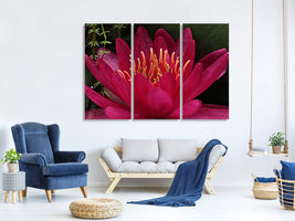 3-piece-canvas-print-wonderful-water-lily