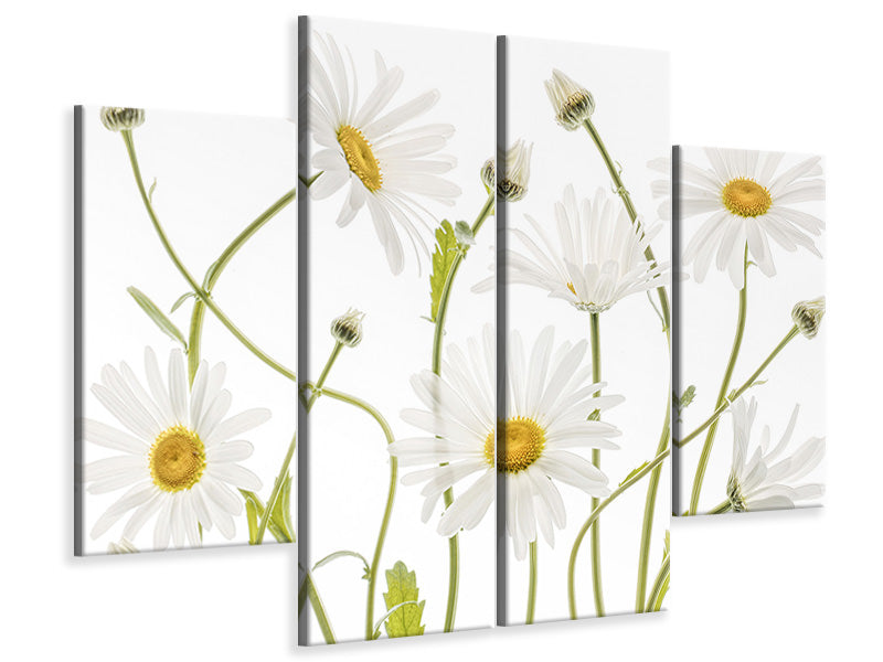 4-piece-canvas-print-ox-eye-daisies