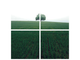 4-piece-canvas-print-the-lonely-oak-tree