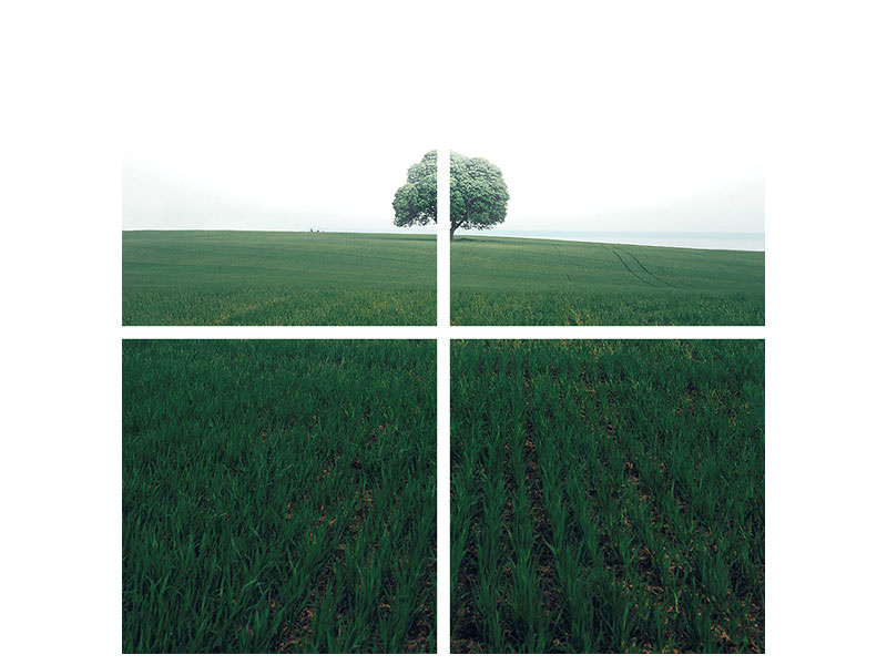 4-piece-canvas-print-the-lonely-oak-tree