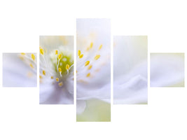 5-piece-canvas-print-anemone-beauty