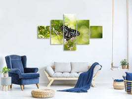 5-piece-canvas-print-papilio-butterfly-xxl
