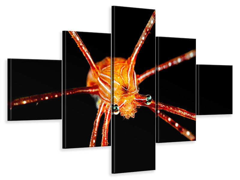 5-piece-canvas-print-spider-squat-lobster