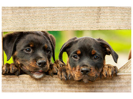 canvas-print-2-rottweiler-puppies