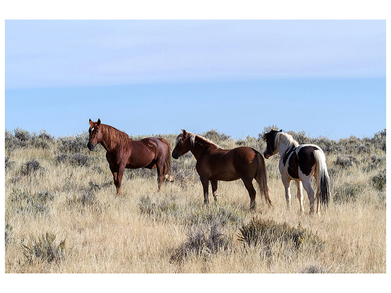 canvas-print-3-horses-in-nature