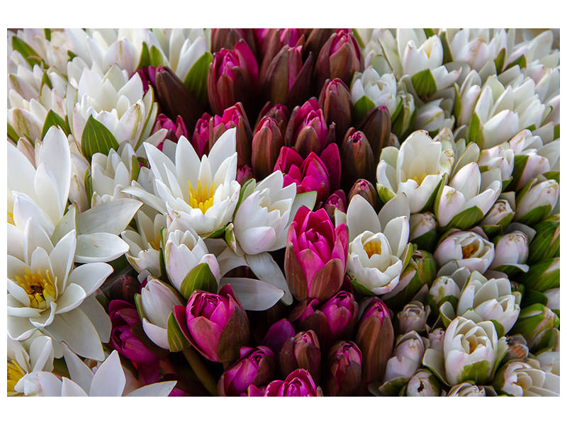 canvas-print-a-bouquet-of-water-lilies