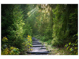 canvas-print-a-path-between-firs