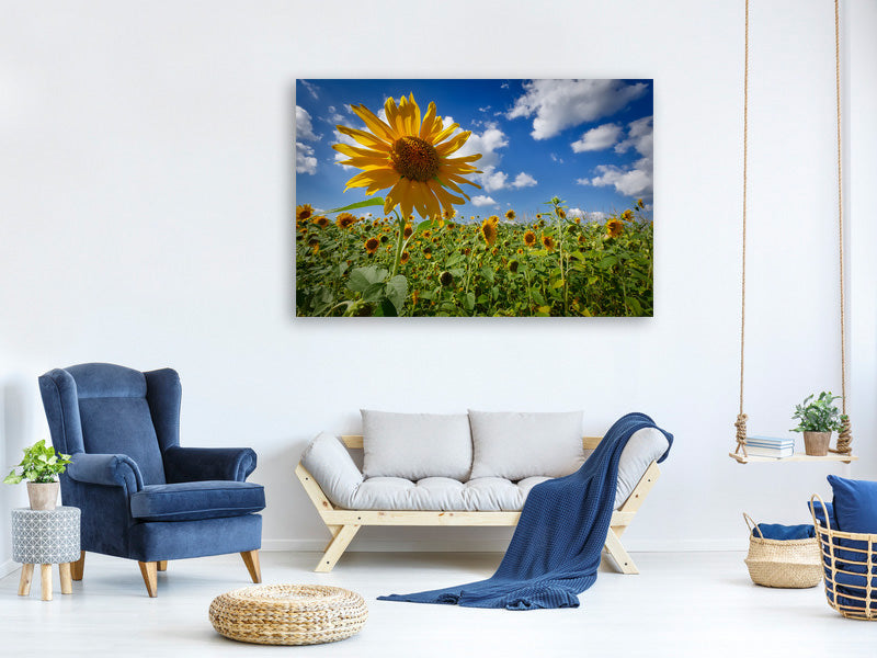 canvas-print-a-sunflower-among-many