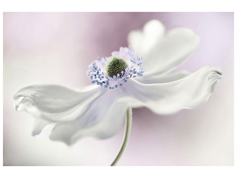 canvas-print-anemone-breeze