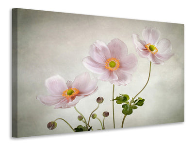 canvas-print-anemones-ii