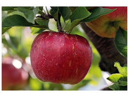 canvas-print-apple-in-xxl