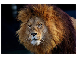 canvas-print-attention-lion