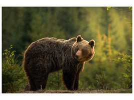 canvas-print-backlit-bear-x