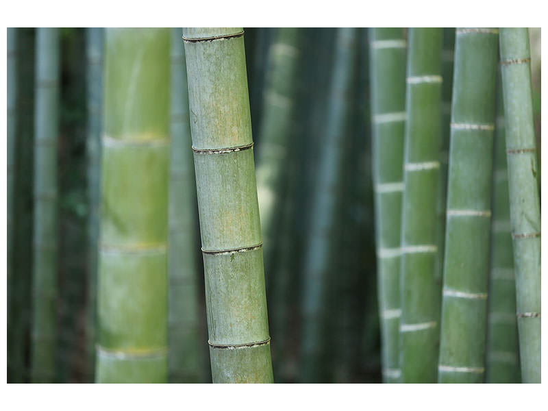 canvas-print-bamboo-in-xxl