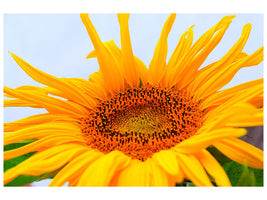 canvas-print-big-sunflower