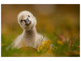 canvas-print-black-swan-baby-x