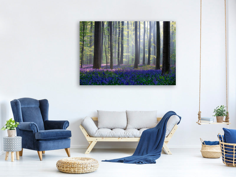 canvas-print-bluebells