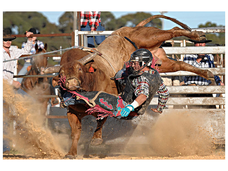 canvas-print-bull-ride