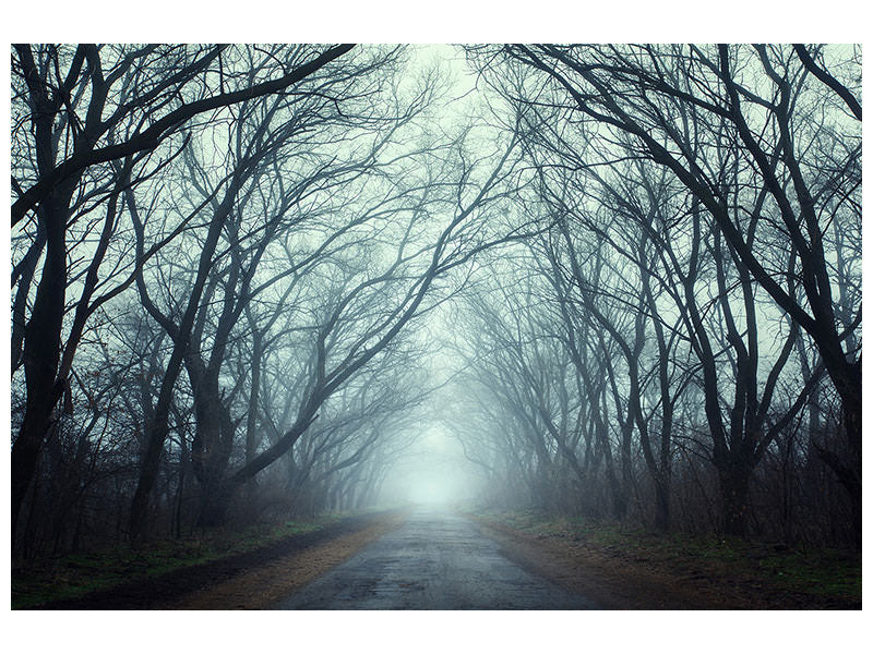 canvas-print-cloud-forest