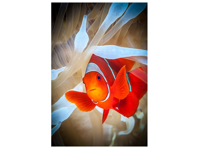 canvas-print-clownfish-defends-his-white-anemone-x