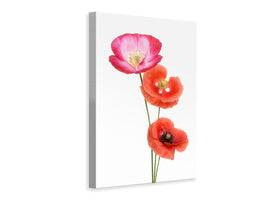 canvas-print-colourful-poppies-x