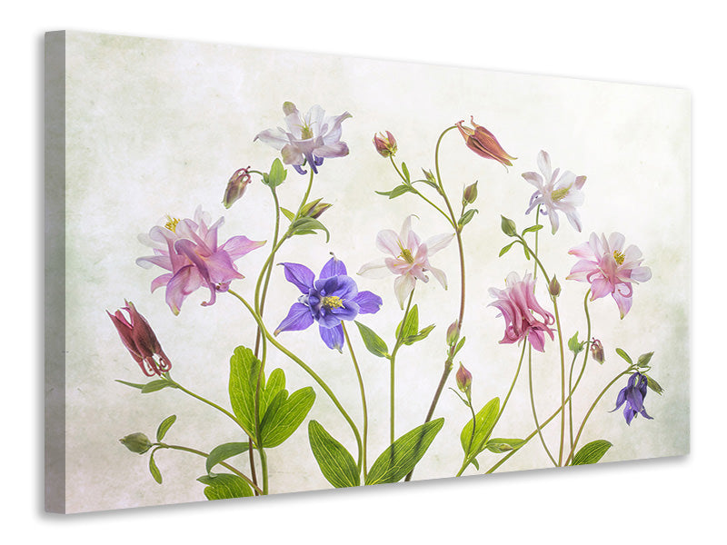 canvas-print-columbine