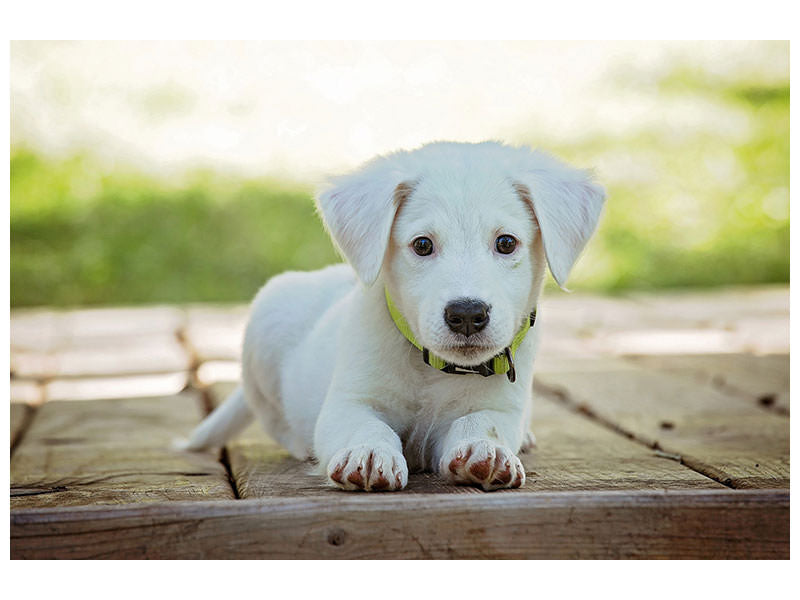 canvas-print-cute-dog-baby