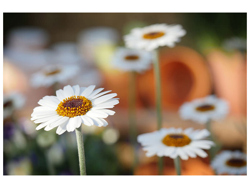 canvas-print-daisies-xl