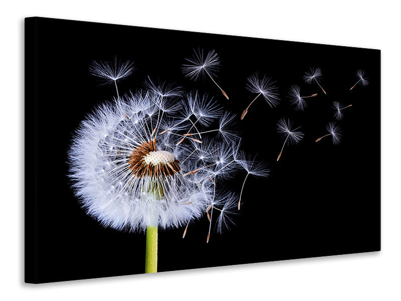 canvas-print-dandelion-blowing