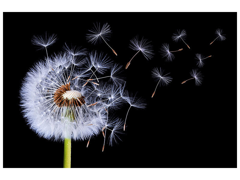 canvas-print-dandelion-blowing