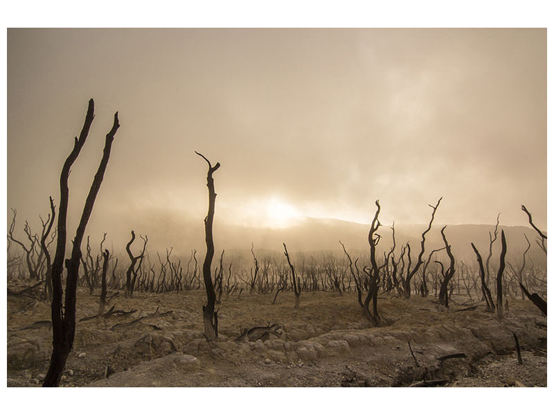 canvas-print-dead-land