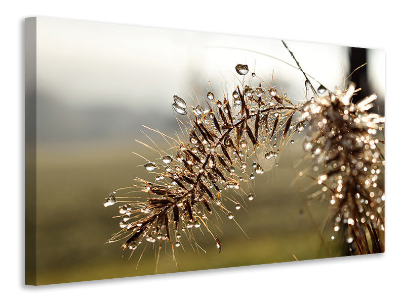 canvas-print-drops-of-nature