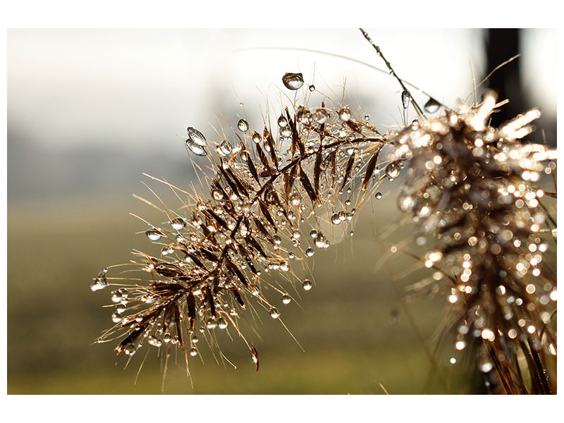 canvas-print-drops-of-nature