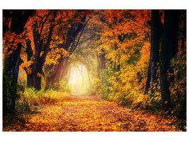 canvas-print-forest-walk