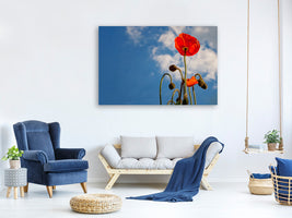 canvas-print-gorgeous-poppy