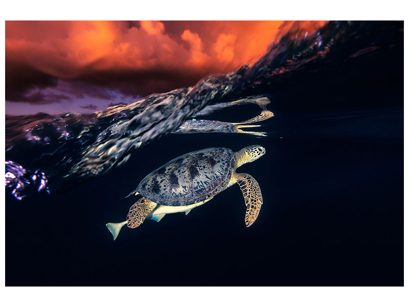 canvas-print-green-turtle-and-sunset-sea-turtle