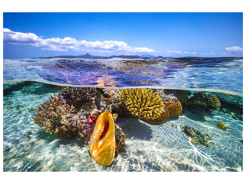 canvas-print-lagoon-life