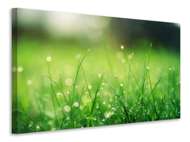 canvas-print-meadow-with-morning-dew