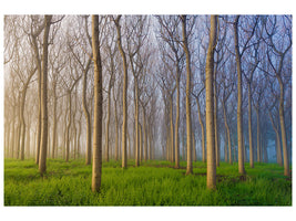 canvas-print-morning-of-the-forest