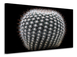 canvas-print-notocactus-scopa-ii