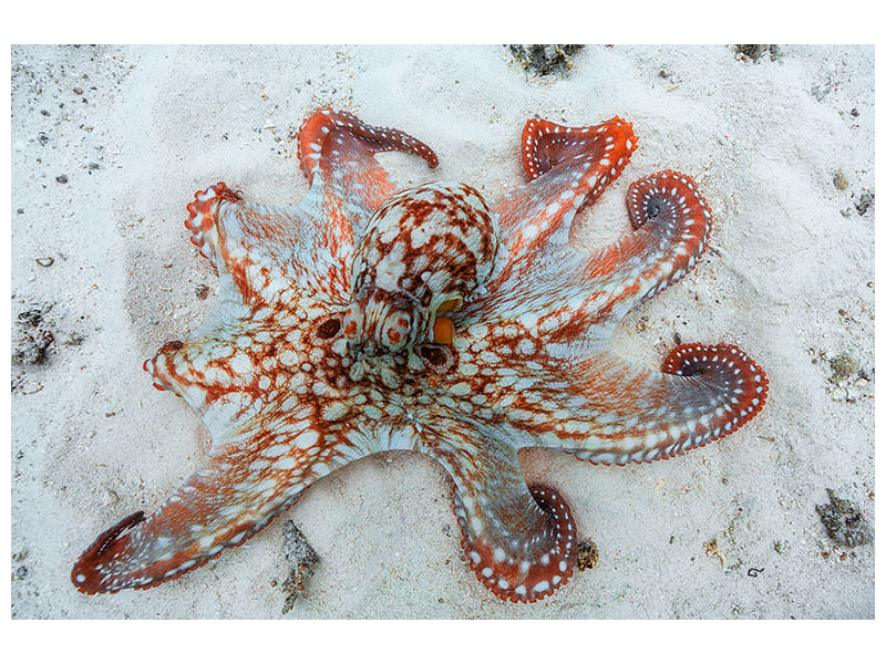 canvas-print-octopus-a