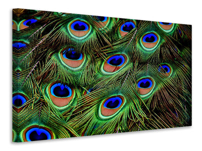 canvas-print-peacock-feathers-xxl