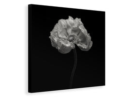 canvas-print-poppy-a