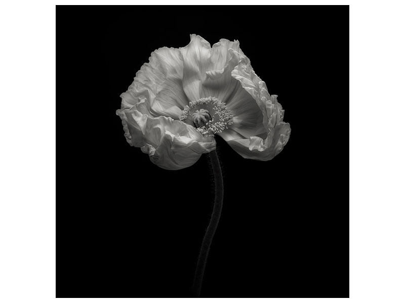 canvas-print-poppy-a