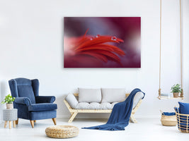 canvas-print-red-passion