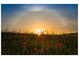 canvas-print-red-poppies-and-sunrise