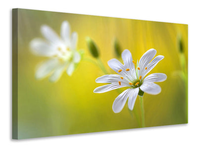 canvas-print-stitchwort-ii