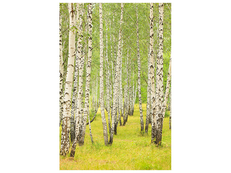 canvas-print-the-birch-forest-in-late-summer