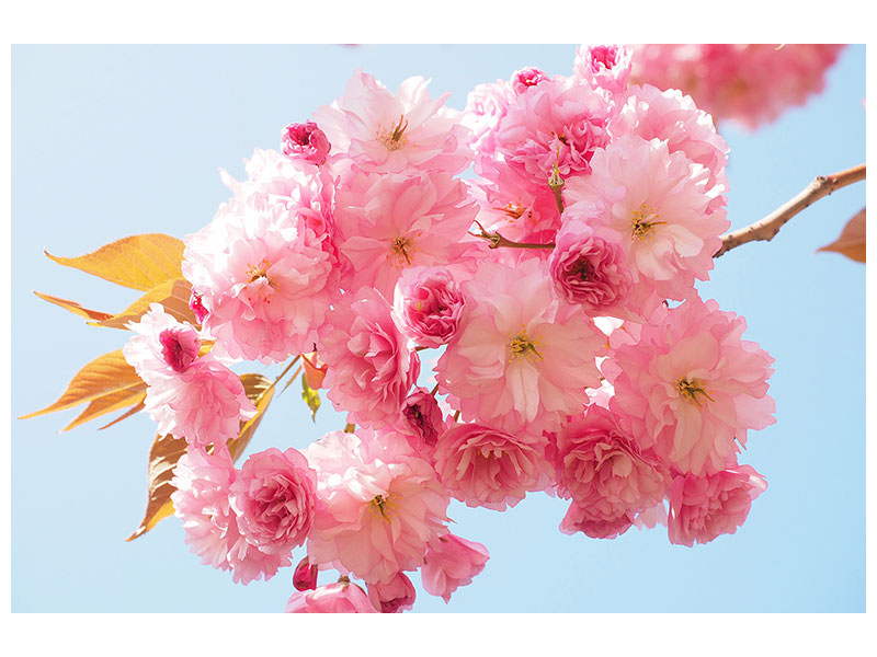 canvas-print-the-cherry-blossoms